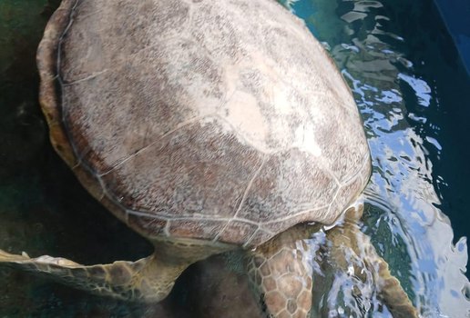 Tartaruga marinha resgatada