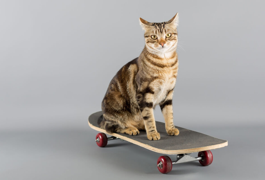 Personalidades do mundo esportivo podem servir de inspiração para ótimos nomes de gatos (Imagem: 135pixels | Shutterstock)