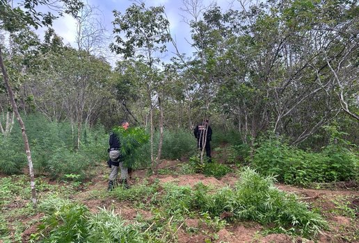 Durante operação, aproximadamente, sete mil pés de maconha foram destruídos