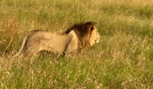 Leão na Reserva Nacional Masai Mara, no Quênia