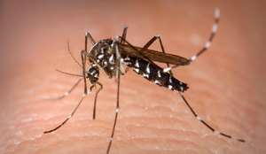 João Pessoa tem aumento no índice de risco de infestação do aedes aegypti