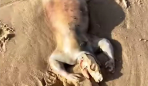 Criatura ‘alienígena’ é encontrada em praia após inundações na Austrália