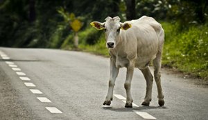 Vaca atravessando rua pista animal acidente