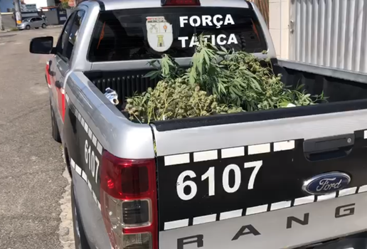 PM prende dois homens e desmonta estufa com plantacao de maconha em Joao Pessoa