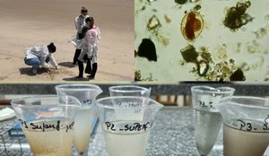 Parasitas intestinais são identificados em 10 trechos de praias do Litoral Sul da PB