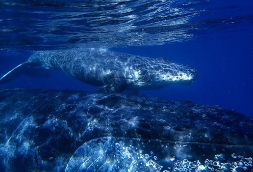 Baleia projeto jubarte