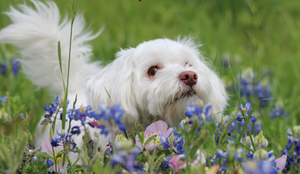 Os animais também podem sofrer consequências ao serem picados por uma abelha (Imagem: kembly0914 | Shutterstock)