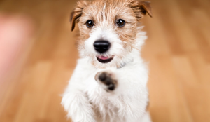 O cachorro “fiapo de manga” é reconhecido pelos pelos arrepiados que viraram marca registrada (Imagem: Reddogs | Shutterstock)