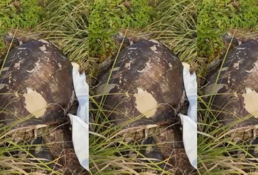 Tartaruga marinha litoral sul pb