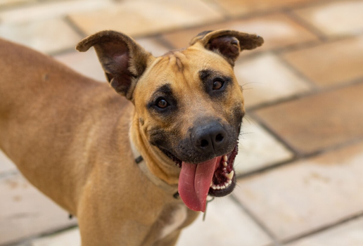 O vira-lata caramelo se tornou um verdadeiro ícone da cultura brasileira (Imagem: Higor Miranda | Shutterstock)