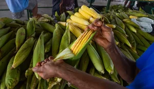 Festa do Milho Cecaf Rafael Passos 8 scaled