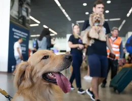 Cachorro aeroporto