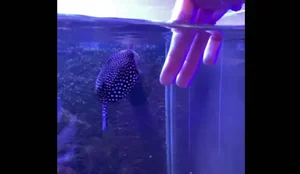 Globi o peixe que age como cachorro e vira sensacao nas redes sociais veja