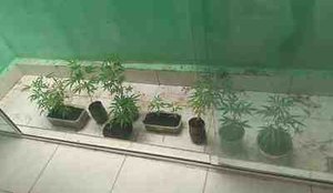 Cultivo de maconha em guarabira paraiba