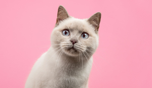 Muitos personagens da cultura geek tem características marcantes que lembra os felinos (Imagem: MirasWonderland | Shutterstock)