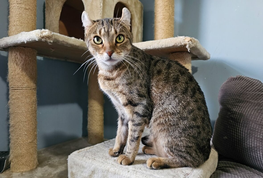 A raça highlander é relativamente recente e foi desenvolvida em 2004 (Imagem: Chapéu Patrick | Shutterstock)