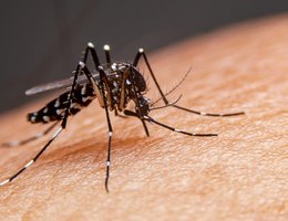 Paraíba teve quatro mortes por dengue em 2023, aponta boletim