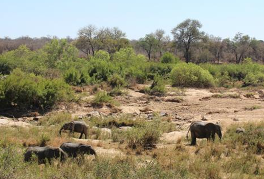 Parque Nacional Kruger