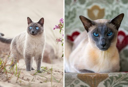 Os gatos thai e siâmes têm diferenças tanto na aparência quanto no comportamento (Imagem: Cynthia A Jackson e Irina Nedikova | Shutterstock)