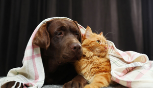 Os pets precisam de cuidados redobrados no inverno (Imagem: New Africa | Shutterstock)