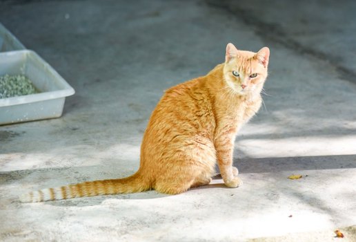 Nesta terça-feira (4) é celebrado o Dia Mundial dos Animais de Rua