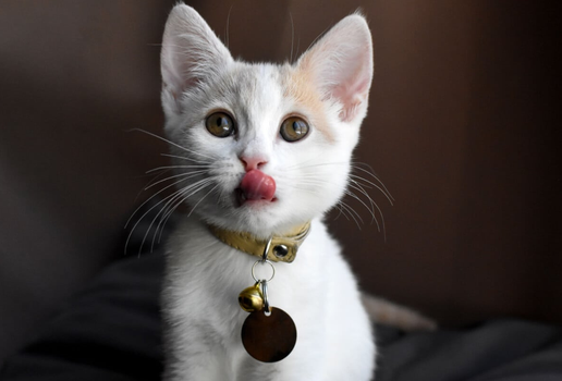 Ferramentas para localizar pets perdidos oferecem mais segurança para os animais e tutores (Imagem: MW47 | Shutterstock)