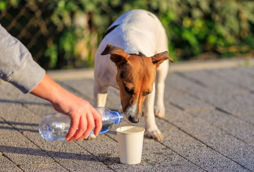 Pequenas ações fazem toda diferença na vida de animais indefesos (Imagem: 
Gagarin Iurii | Shutterstock)