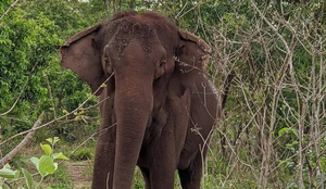Elefanta lady santuario 1 ano