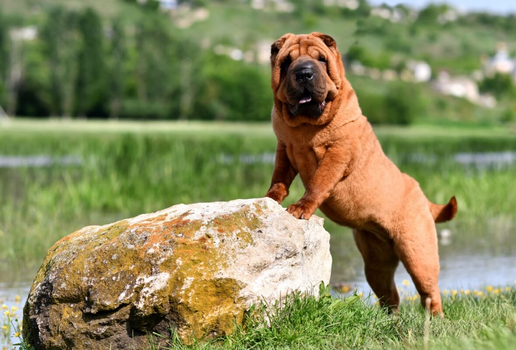 Algumas raças se destacam pelo comportamento independente (Imagem: Natalia Fesiun | Shutterstock)