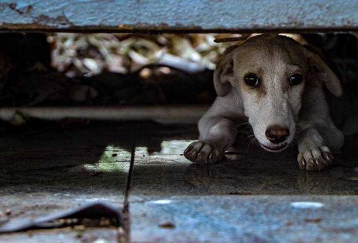 Abandono animal senado