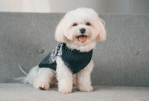 Certas raças de cachorro são conhecidas por preservar a expressão doce e a aparência de filhote, independentemente da idade (Imagem: Standret | Shutterstock)