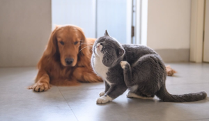 Observar o comportamento do animal e identificar sinais de coceira excessiva é fundamental para prevenir lesões e infecções secundárias (Imagem: Chendongshan | Shutterstock)