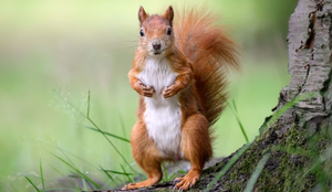 Além da fofura, os esquilos têm habilidades impressionantes (Imagem: eumates | Shutterstock)