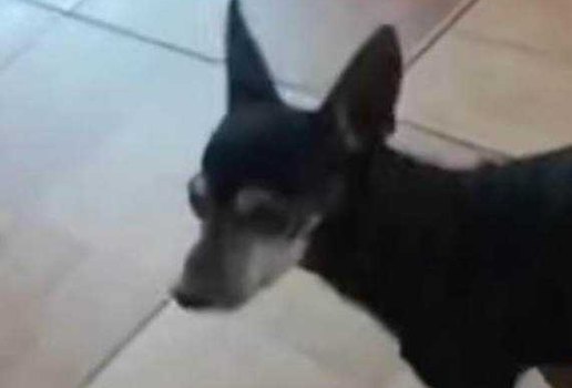 Secupa cadela atropelada 1