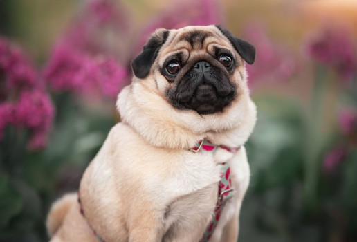 Cachorros braquicefálicos precisam de cuidados específicos no dia a dia (Imagem: Julija Kumpinovica | Shutterstock)