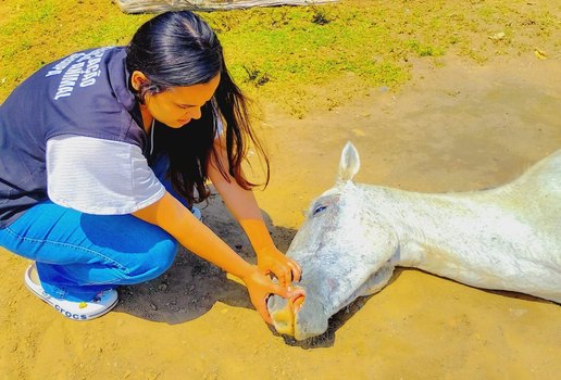 Secupa resgate cavalo 1024x1024