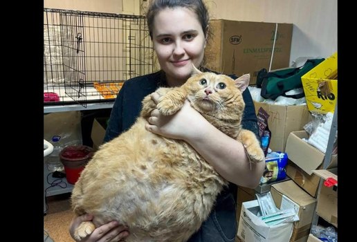 Gato mais gordo do mundo morre apos entrar em campo de emagrecimento