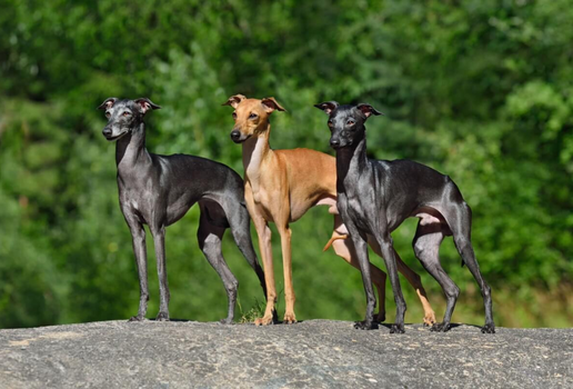Os cachorros galgos surpreendem por seu temperamento calmo, afetuoso e silencioso (Imagem: Natallia Yaumenenka | Shutterstock)