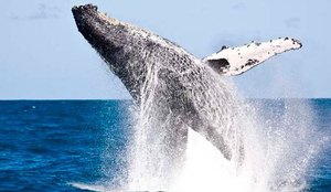 Mergulhador é surpreendido por baleia Jubarte enquanto pescava
