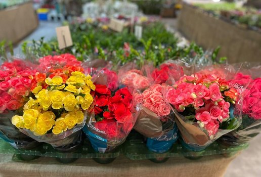 Feira de flores de Holambra