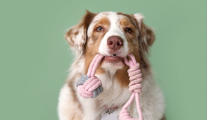 Alguns nomes são ideais para cachorros com muita energia (Imagem: Pixel-Shot | Shutterstock)