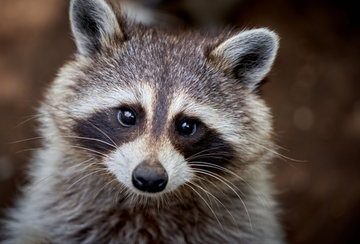 Os guaxinins são conhecidos  por sua fisionomia simpática e comportamentos divertidos (Imagem: Jeremy LANGLET | Shutterstock)