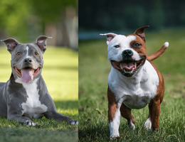 O pitbull e o american staffordshire terrier são cachorros diferentes (Imagem: GoDog Photo e Eve Photography | Shutterstock)