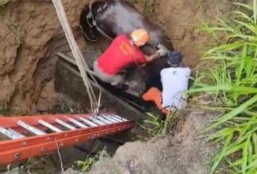 Cavalo resgatado fossa foto divulgacao corpo de bombeiros