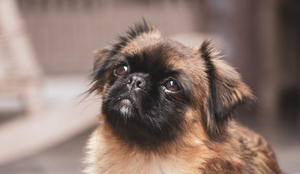 Os cachorros com focinho curto são adoráveis, mas exigem cuidados específicos (Imagem: Wirestock Creators | Shutterstock)