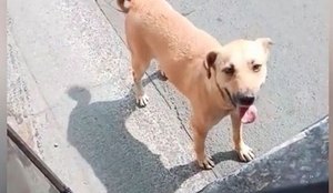 Motorista adota cachorro de rua que tentou embarcar em onibus