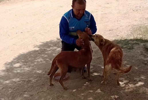 Câmera flagra cãozinho "furtando" carne na Paraíba e bomba na web