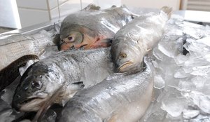Pesquisa do Procon-JP traz preços de 58 tipos de pescado.