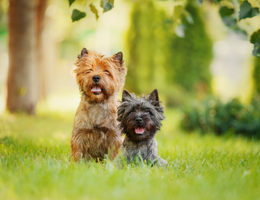 O cairn terrier é uma das raças mais antigas do grupo dos terriers (Imagem: Marina Plevako | Shutterstock)
