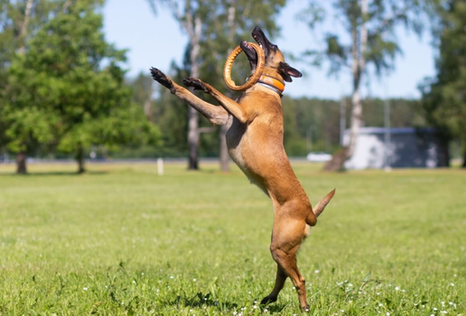 Algumas raças de cachorro se destacam por sua disposição, agilidade e resistência (Imagem: Tanee | Shutterstock)